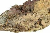 Fossil Dinosaur Bone Section - Wyoming #301887-3